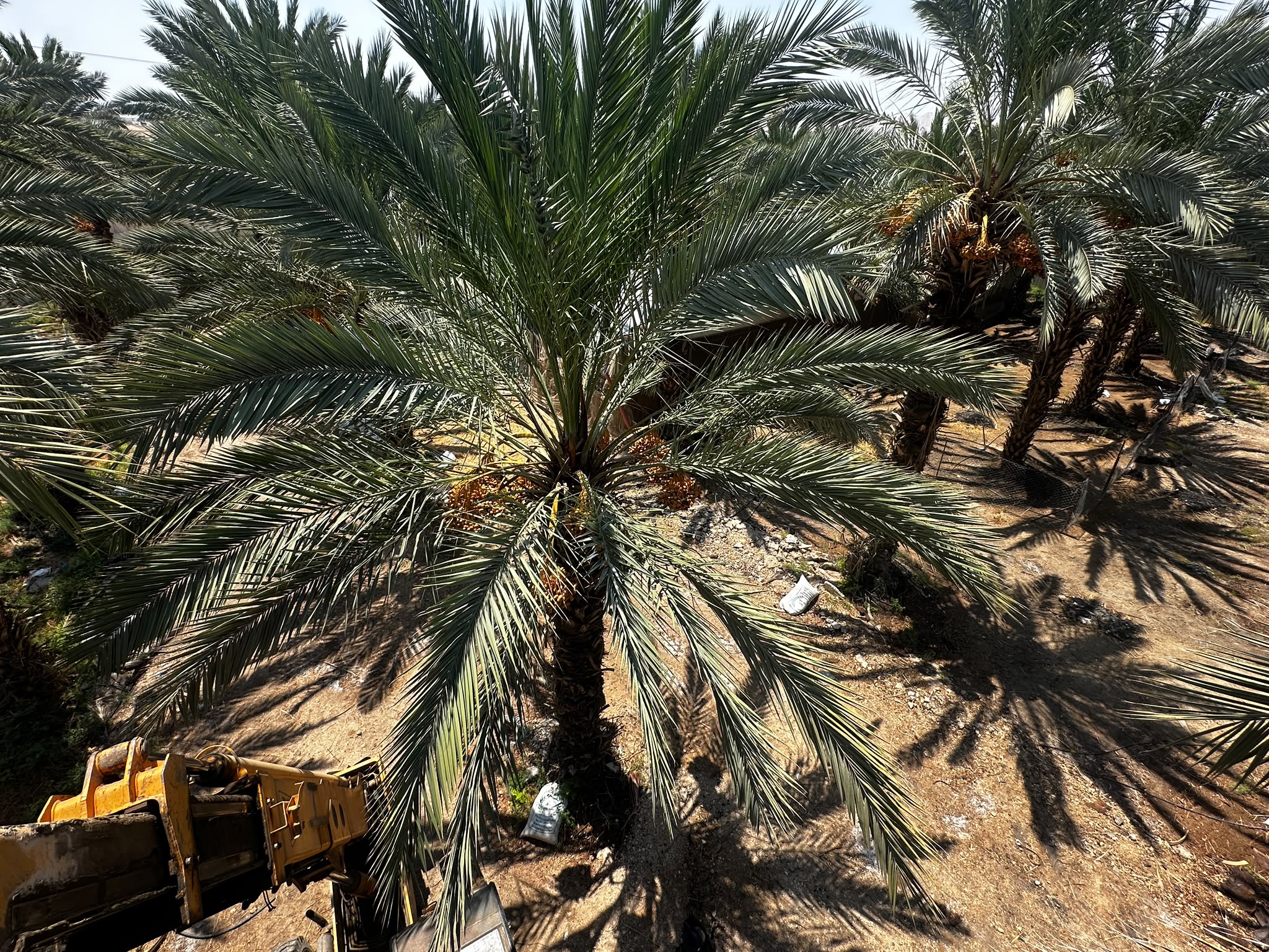 Palm trees at Al Jaberi Farm, Jericho
